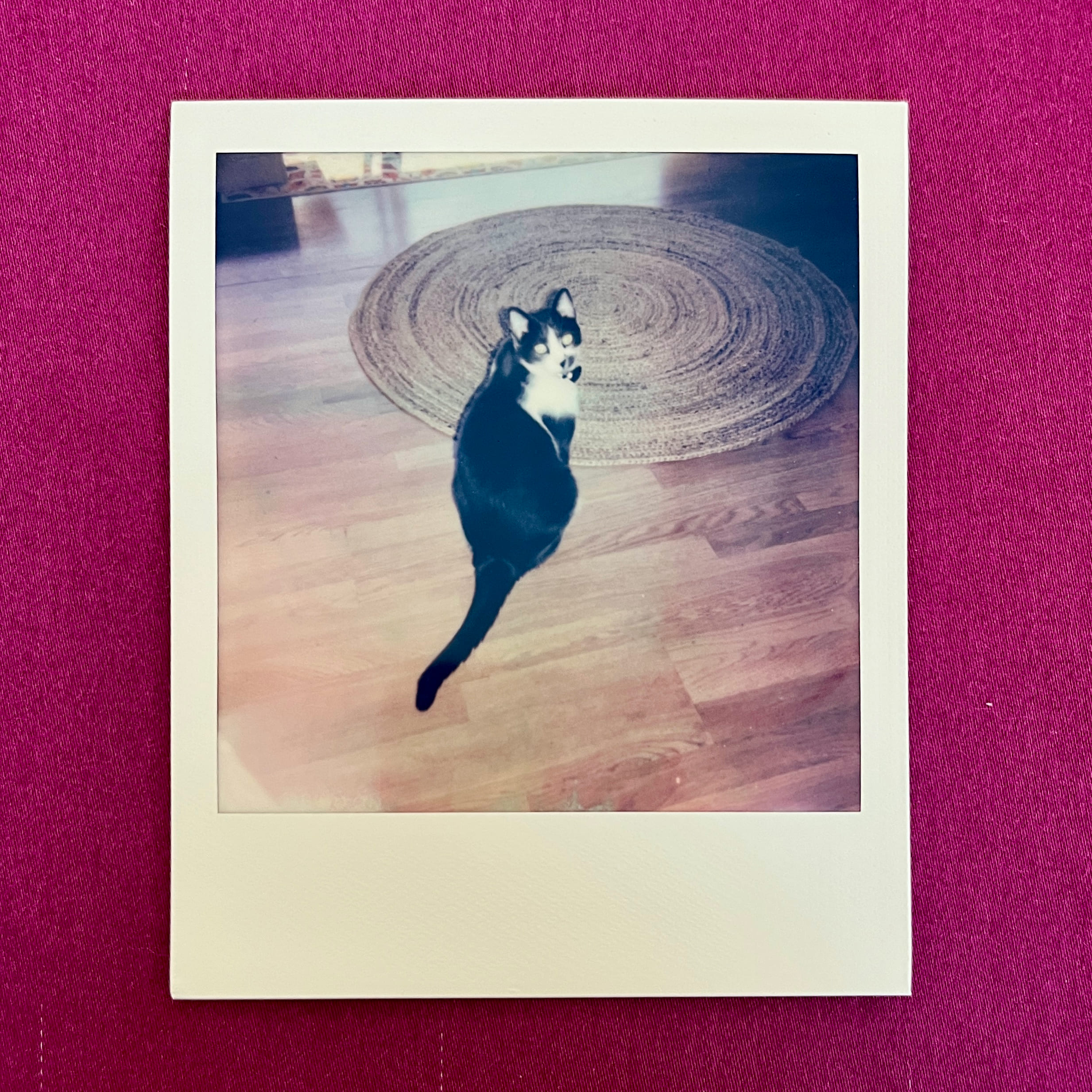 A Polaroid photograph of a black cat with a white chest sitting on a wood floor beside a round woven rug, looking back over its shoulder at the camera. The print lies on magenta fabric.