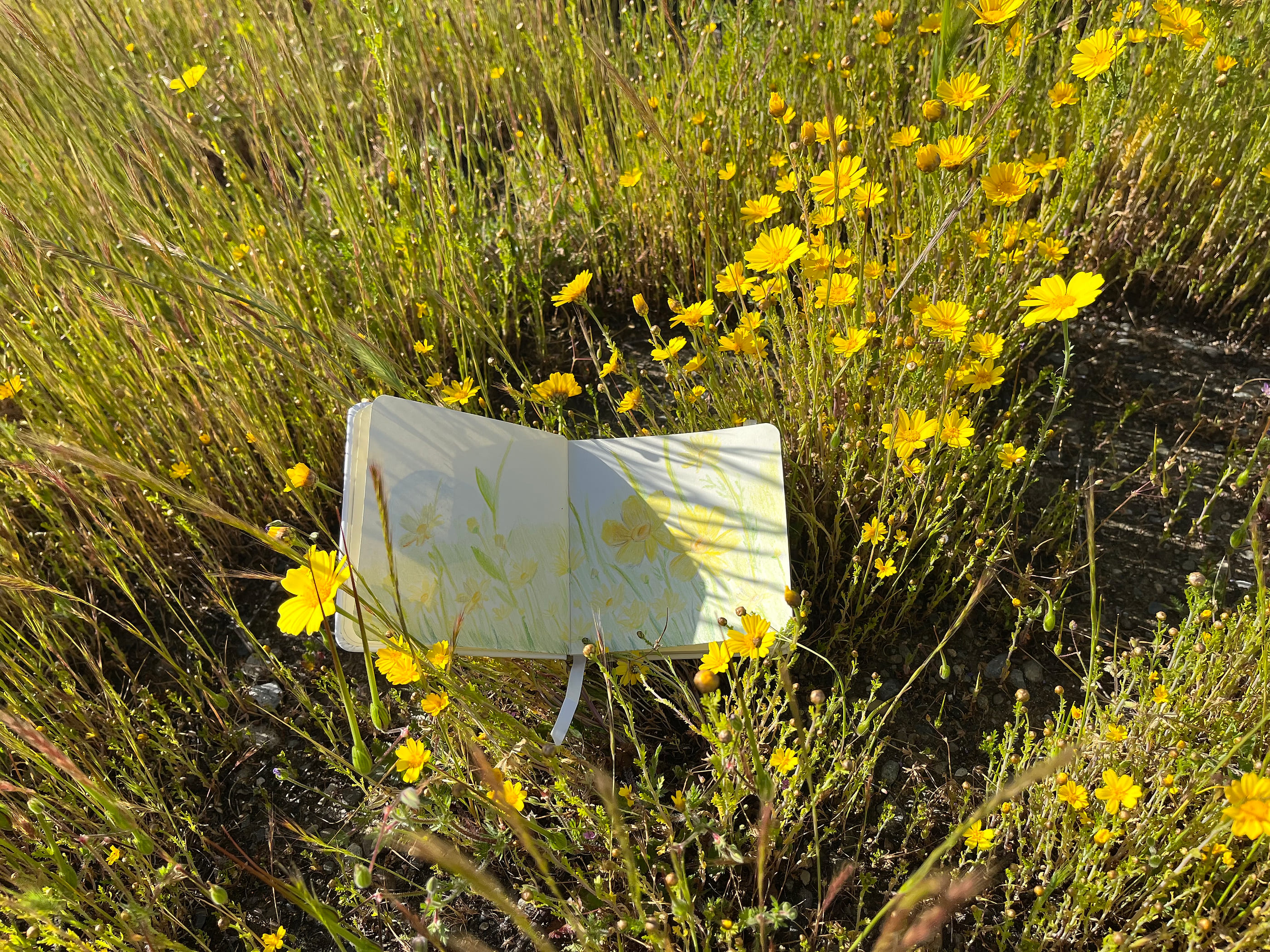 An open sketchbook showing a pale watercolour of yellow flowers, resting on the ground in a sunlit field of yellow wildflowers.